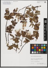 Foto von Salix waldsteiniana Willd.